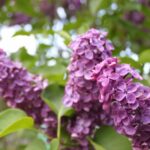 purple lilacs in full bloom