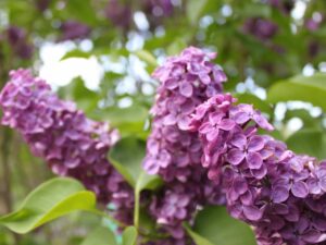 purple lilacs in full bloom
