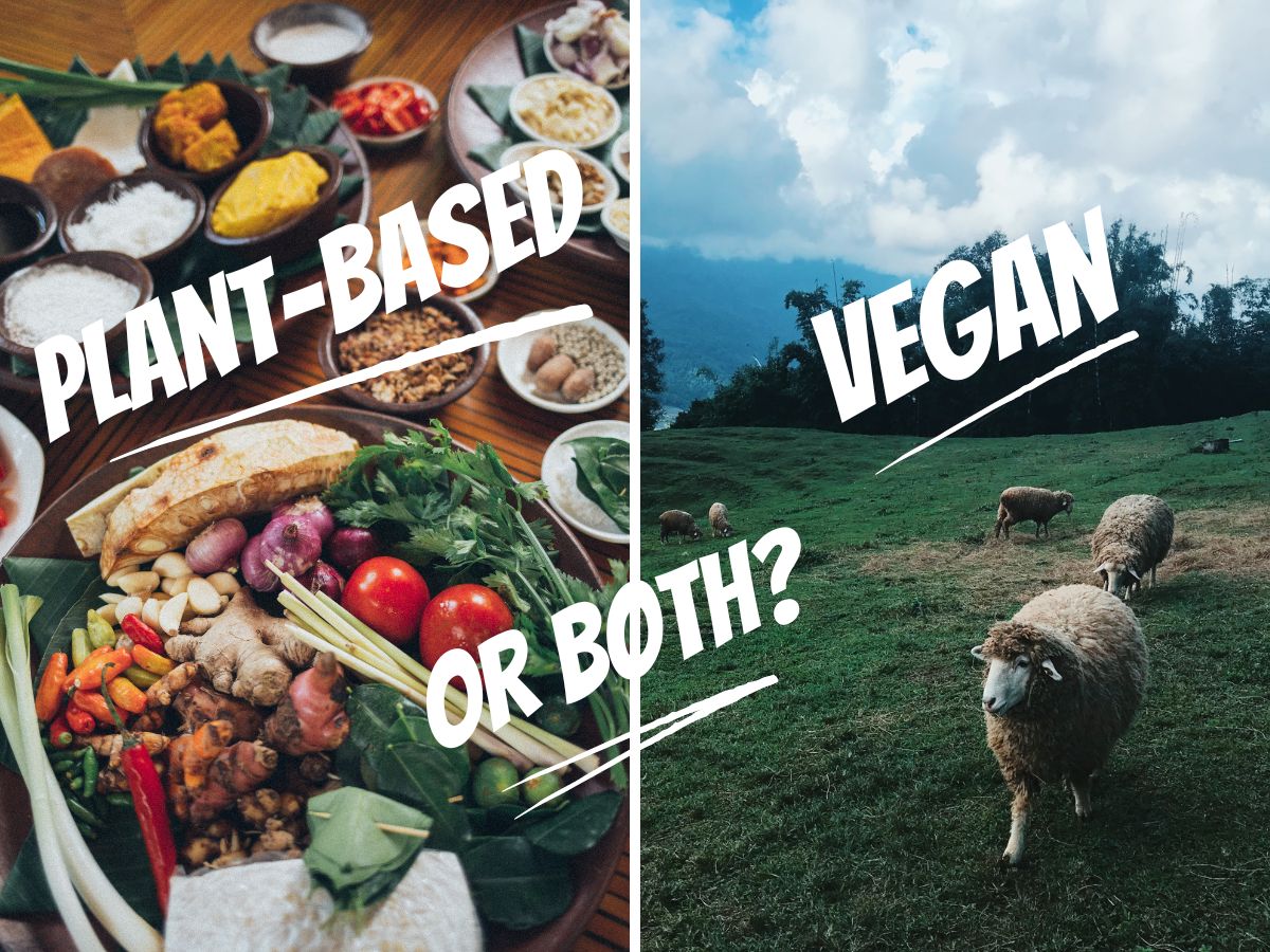 vegetables-and-sheep